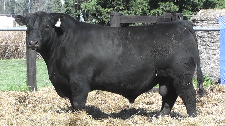 Lote TOROS A. ANGUS PURO PEDIGREE
