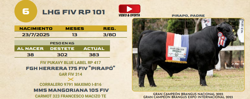 Lote LOTE 6