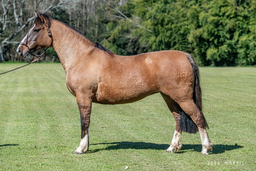 Lote Afianzado Piojosa