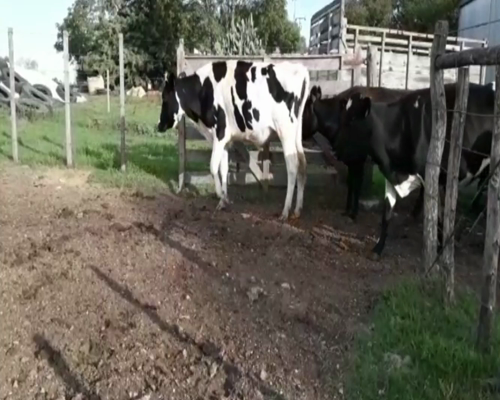 Lote Vacas de Invernada