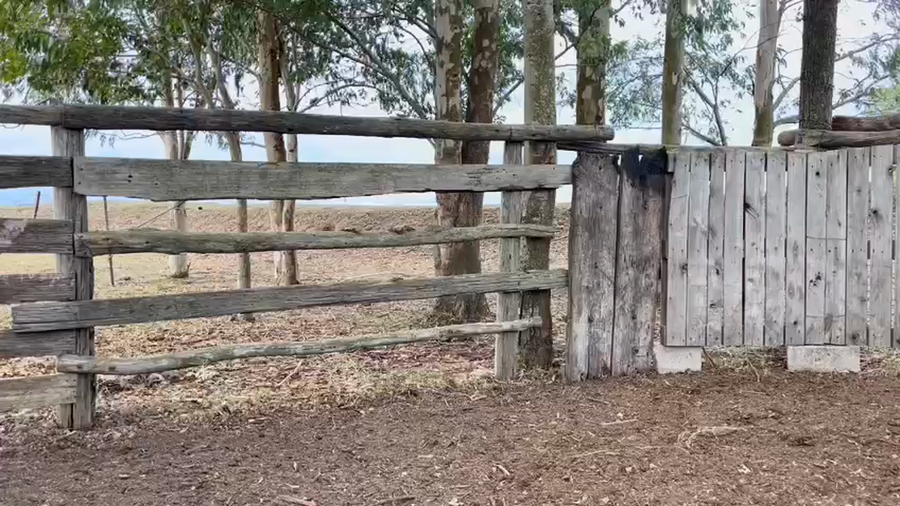 Lote NOVILLOS Y VAQUILLONAS 1a2 AÑOS