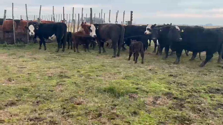 Lote 24 Vacas con Cría