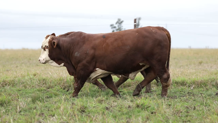 Lote Toros