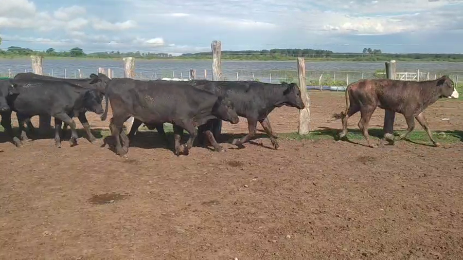 Lote 80 Terneros/as