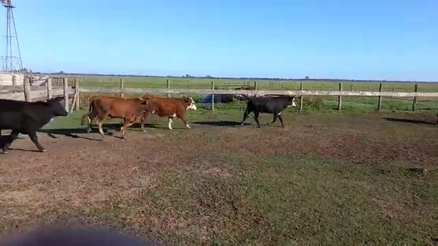Lote 160 Novillitos en La Pelada, Santa Fe