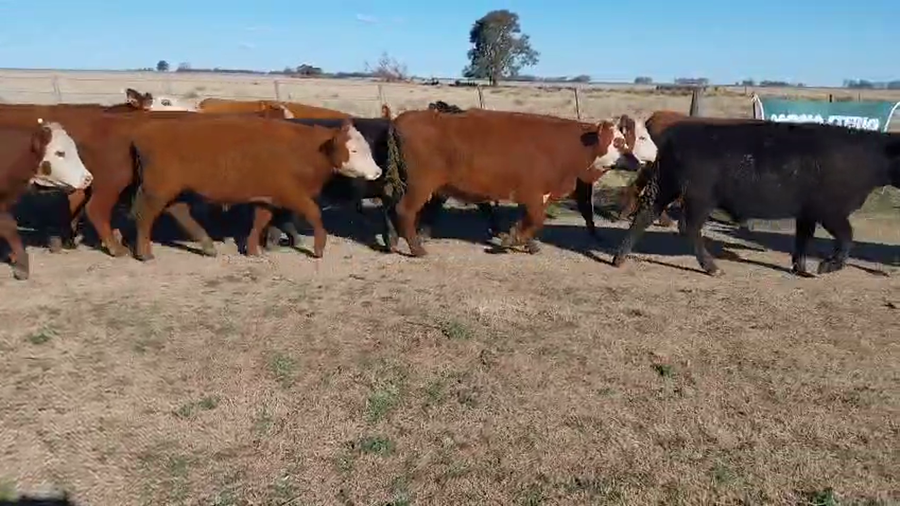 Lote 16 Novillitos y vaquillonas EN HUANGUELEN