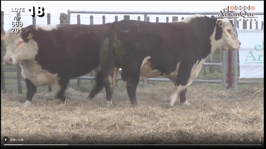 Lote 2 Toros Hereford - Santa Anita, Entre Rios