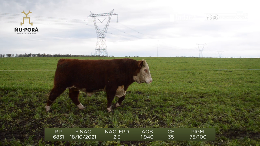 Lote Toros a remate en Remate anual Ñu Porá 2023, Paysandú