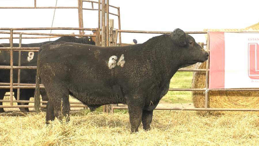 Lote TOROS ANGUS NEGROS  PC