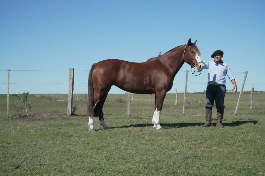 Lote MACARENA SOMBRA