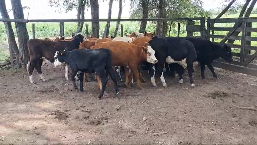 Lote TERNERAS