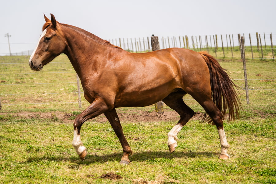 Lote MANOSANTA ÑANDU