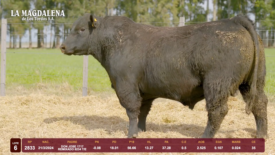 Lote Lote 6 - Angus