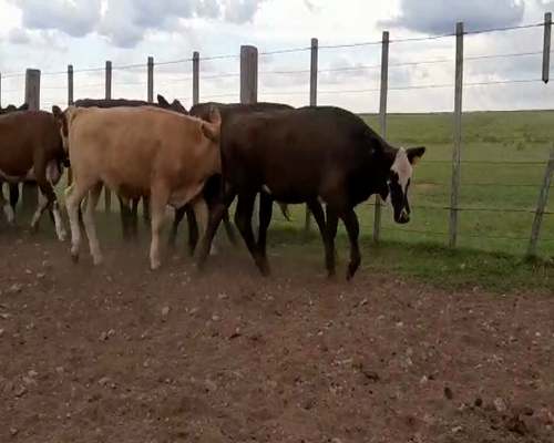 Lote 40 Terneros en Artigas