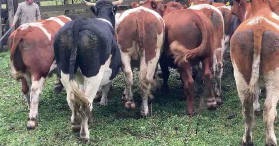 Lote 20 Novillo Engorda en Río Bueno, XIV Región Los Ríos