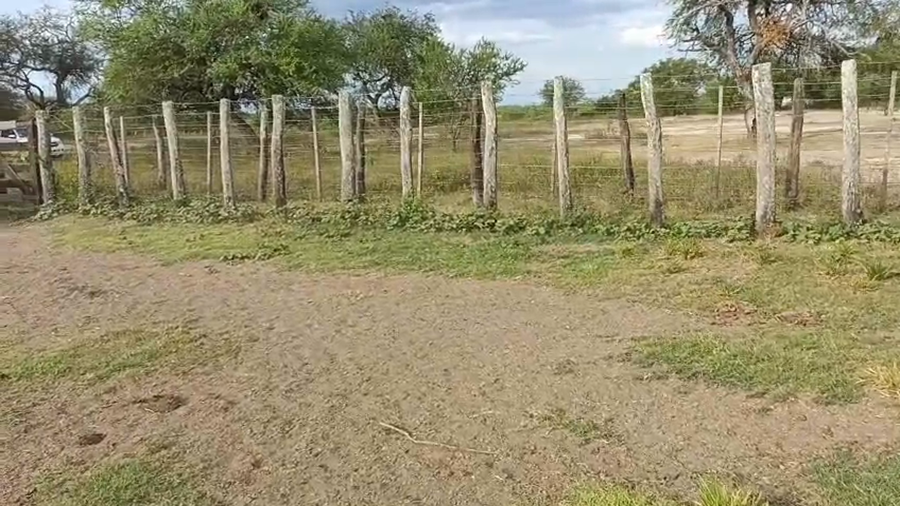 Lote 50 Vacas de invernar