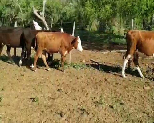 Lote 65 Terneros/as en Villaguay, Entre Ríos