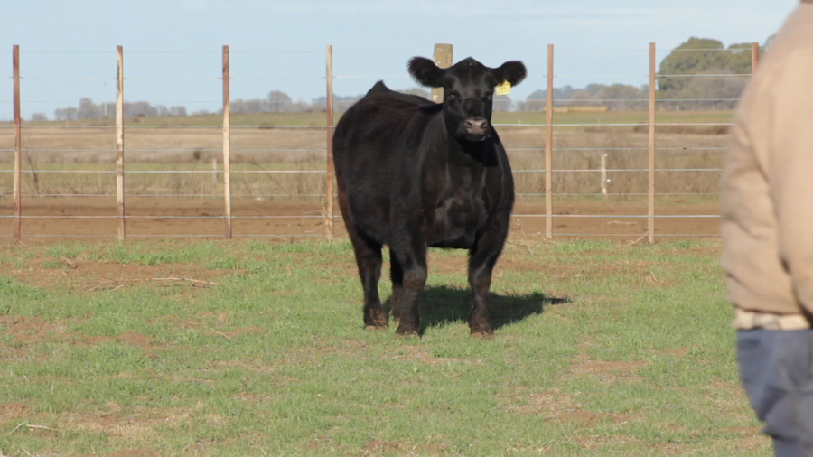 Lote VAQUILLONAS PURAS DE PEDIGREE