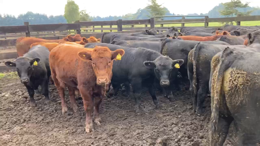 Lote 56 Ternero en Puerto Varas, X Región Los Lagos