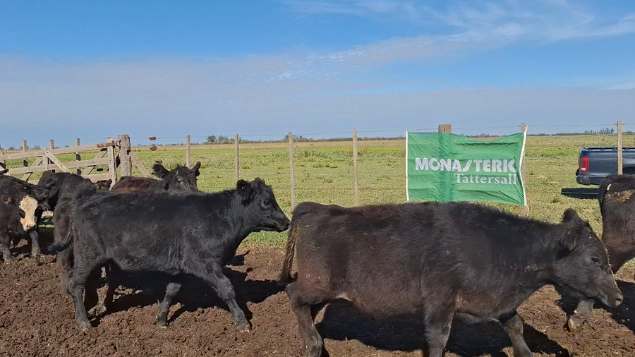 Lote 61 Terneros en Suipacha