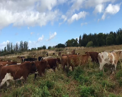 Lote 65 Novillo Engorda en Los Ángeles, VIII Región Biobío