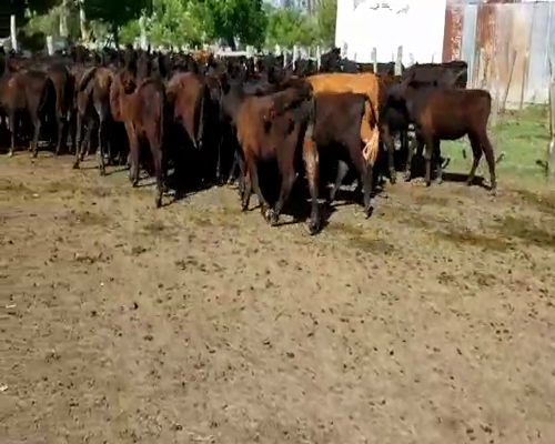 Lote 27 Vacas nuevas C/ cria en Villaguay, Entre Ríos