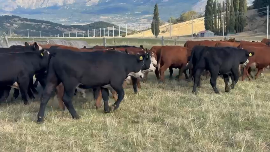 Lote 50 Novillo Engorda