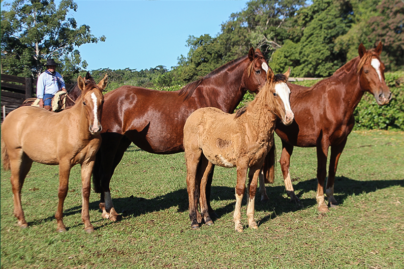 Lote YAJHA CATU CAÑADITA