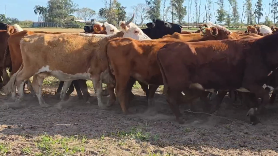 Lote 85 Vacas p/ invernar en Corrientes, Goya
