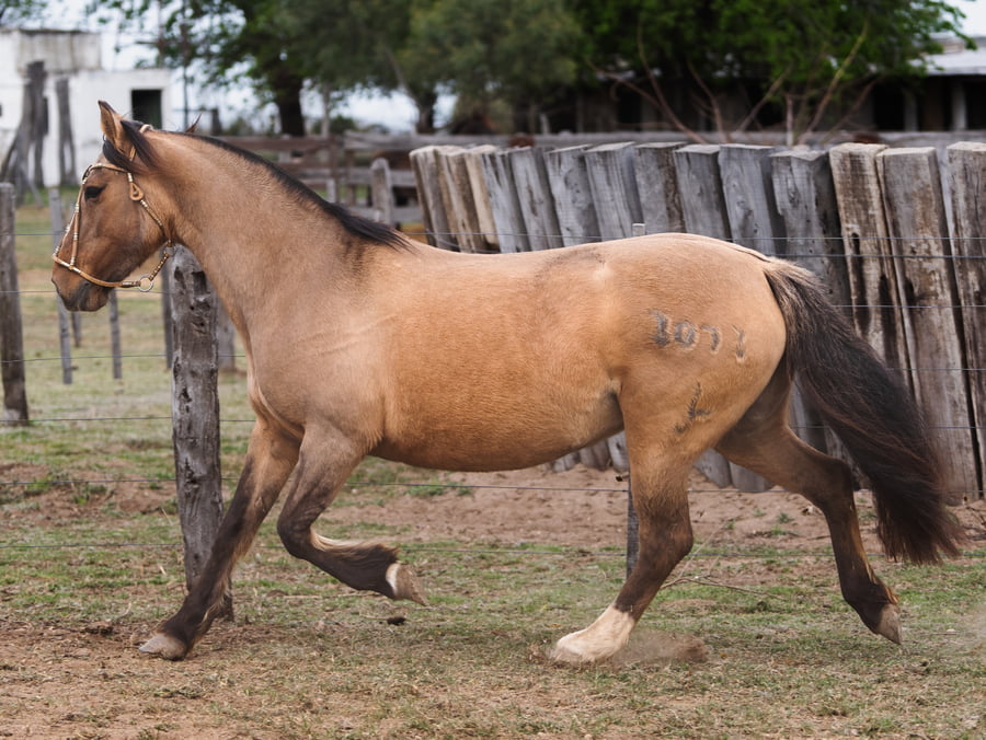 Lote CHARQUE TARIFA
