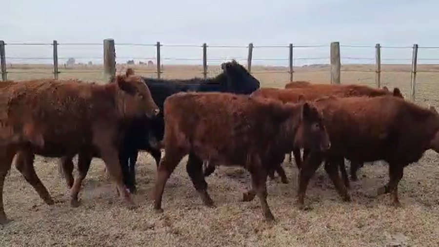 Lote 30 Terneros/as en Pellegrini, Buenos Aires