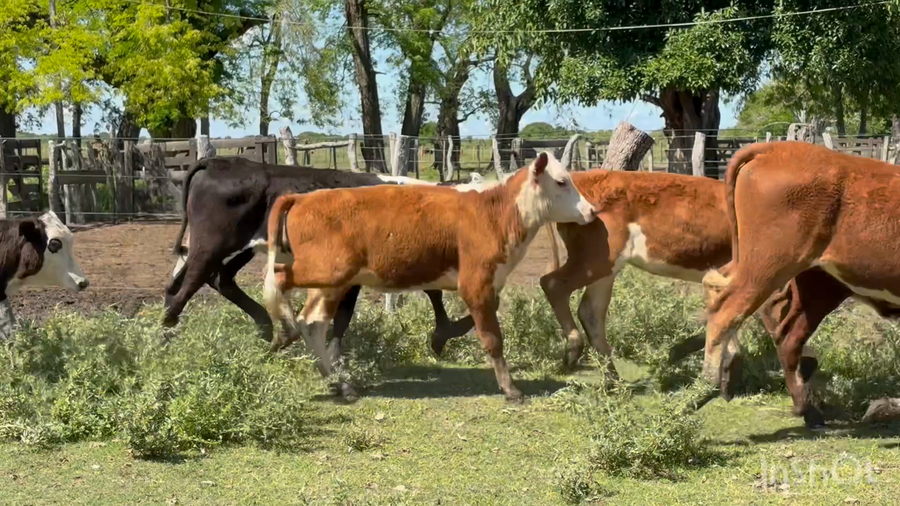 Lote 70 Terneras en Corrientes, San Roque