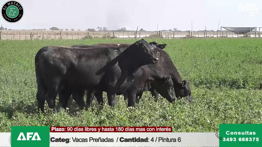 Lote """EL MATACO"" VACAS PREÑADAS