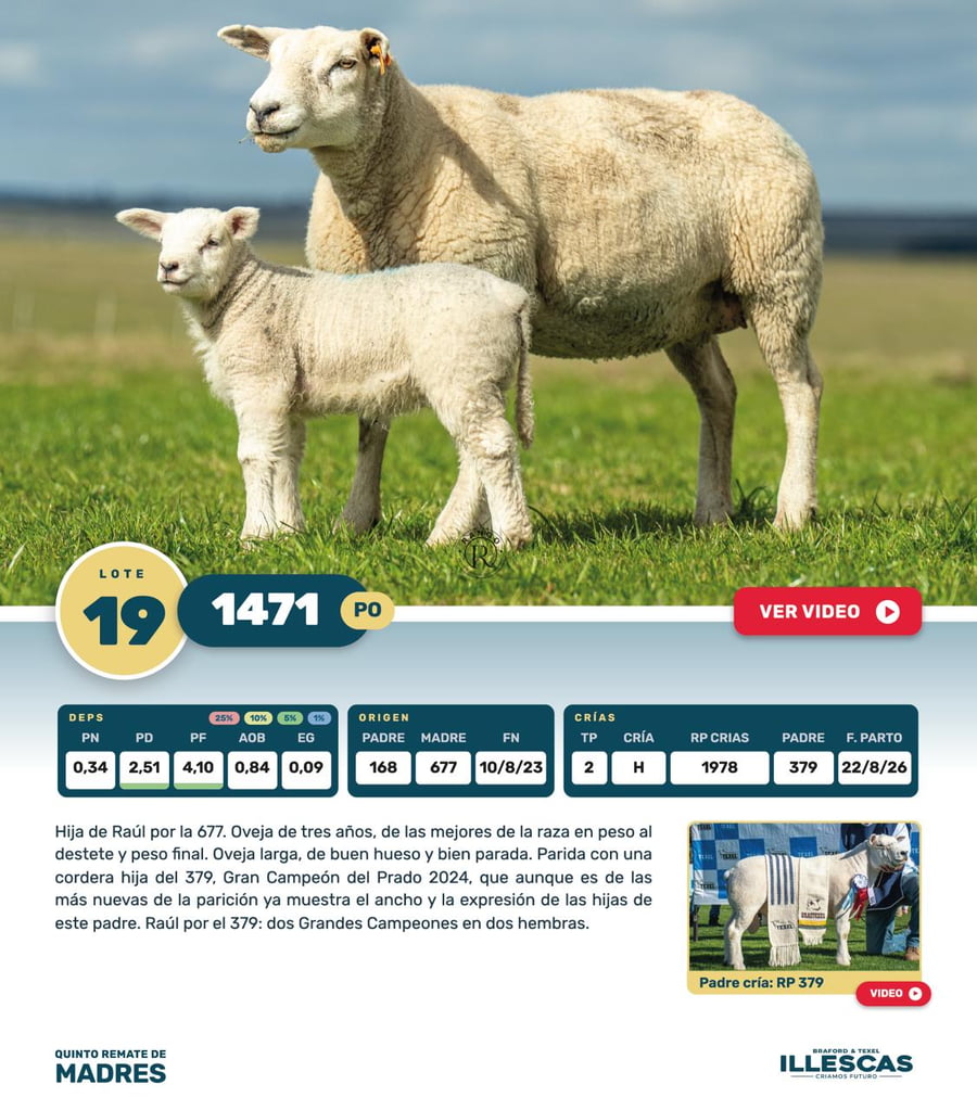 Lote Lote 19