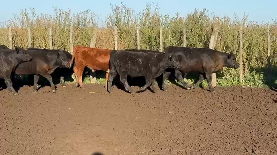 Lote 75 Terneros