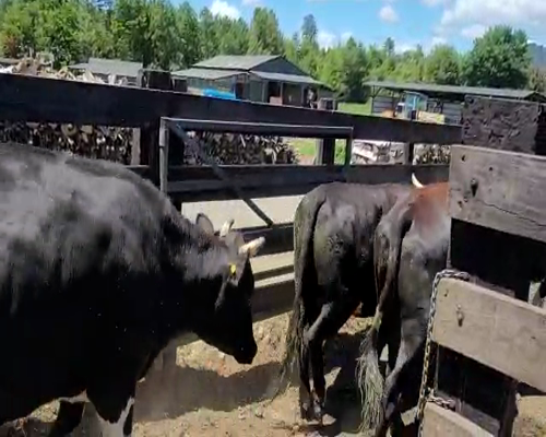 Lote 40 Novillo Gordo en Los Lagos, XIV Región Los Ríos