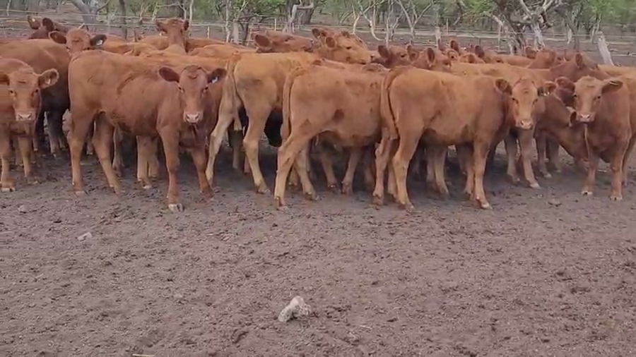 Lote 30 Terneras en Villaguay, Entre Ríos