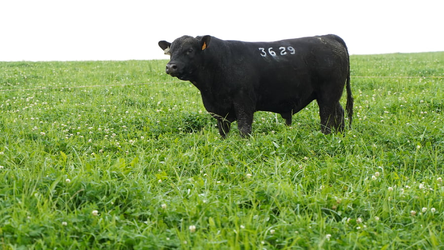 Lote (Vendido)Toros a remate en Ganadera Barracas S.A en Caraguata