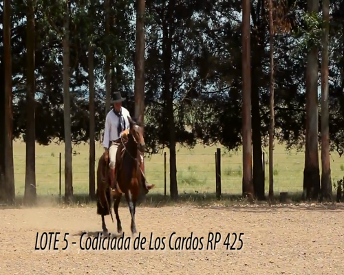 Lote CODICIADA DE LOS CARDOS