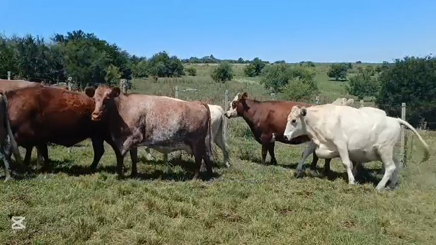Lote VACAS DE INVERNADA