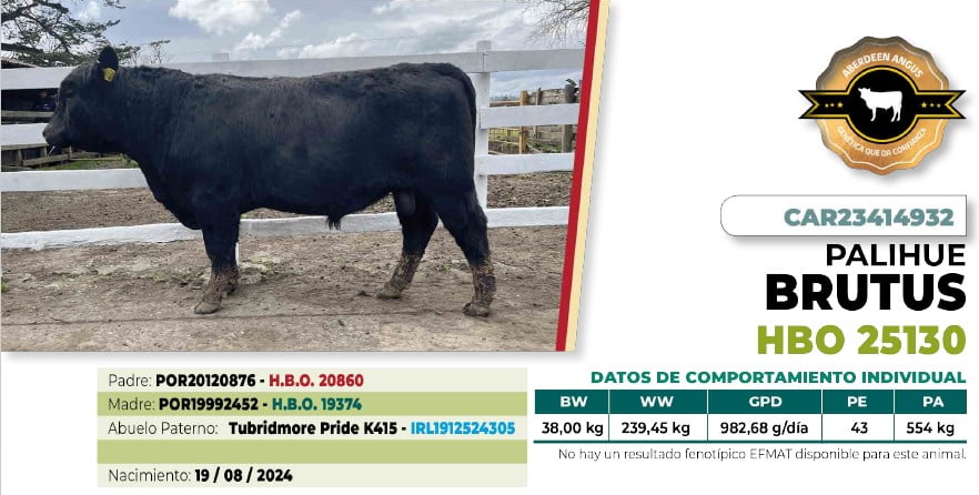 Lote 1 Toro BRUTUS DIIO 4932