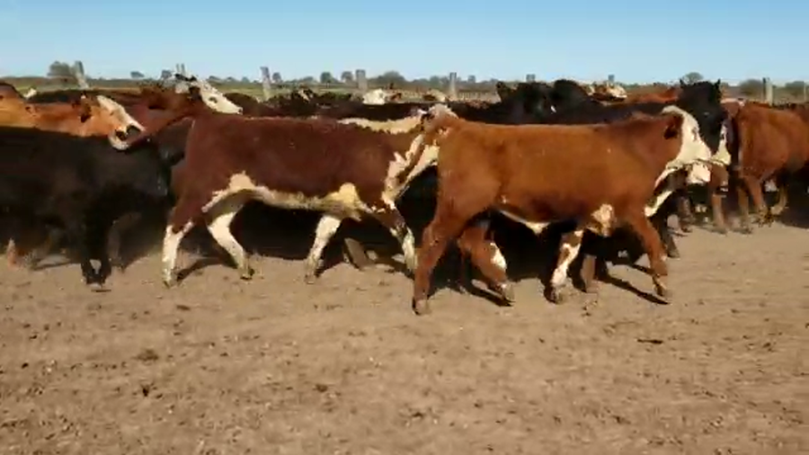 Lote 80 Terneros/as en Villaguay, Entre Ríos