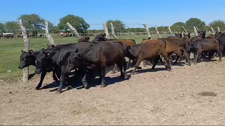 Lote 135 Terneros