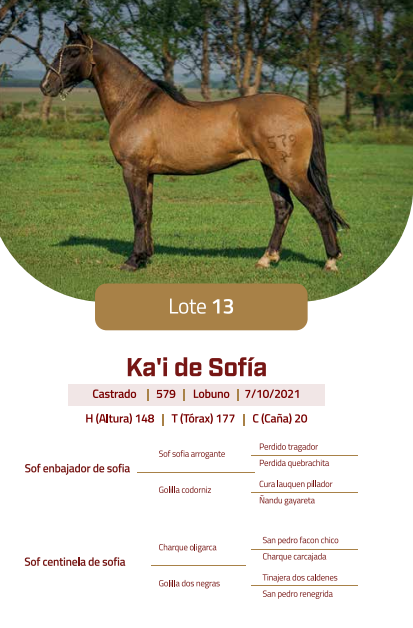 Lote LOTE 13