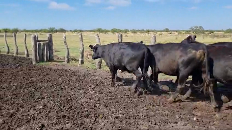 Lote 107 Novillos en Corrientes, Curuzú-Cuatiá