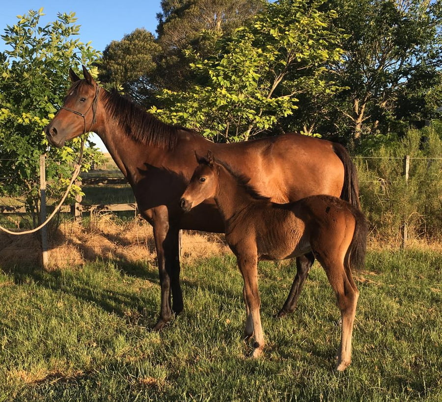 Lote CIÇA’S PRINCESS (BRZ)