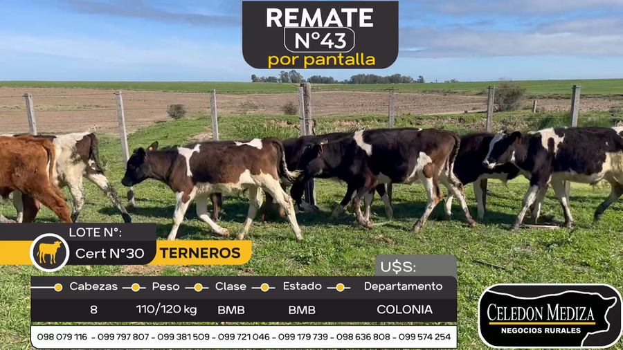 Lote 8 Terneros en Paso Antolín, Colonia