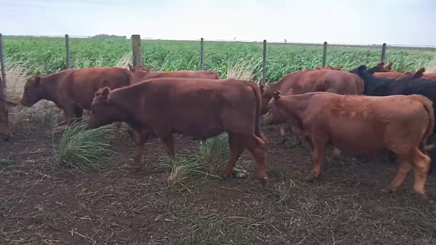 Lote 55 Terneros en Espartillar