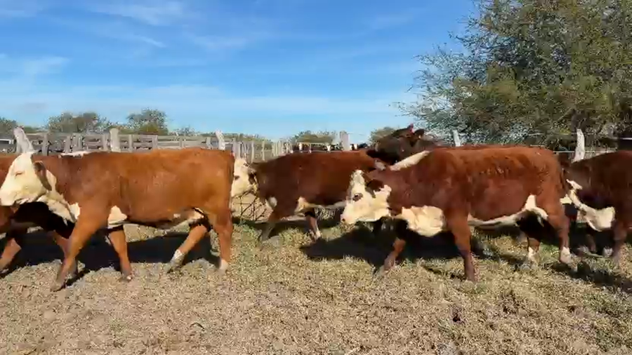 Lote 51 Vaquillonas C/ gtia de preñez