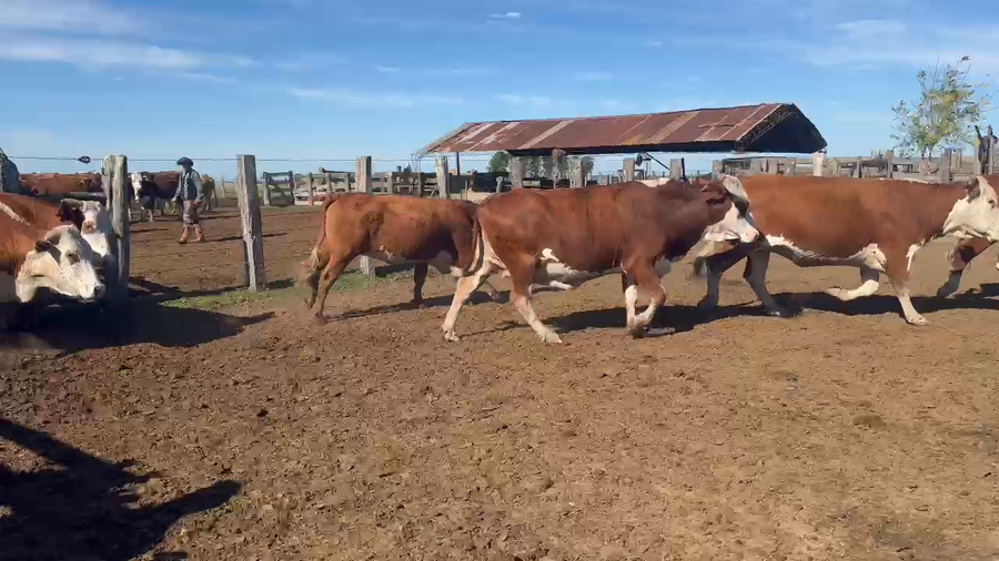 Lote 277 Vacas usadas preñadas en Corrientes, Tapebicuá